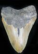 Megalodon Tooth - North Carolina #21947-1